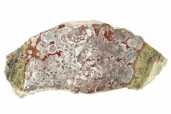 Polished Mushroom Jasper Section - Arizona #227972